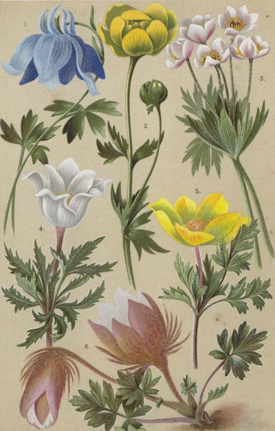 Flora alpina de European School